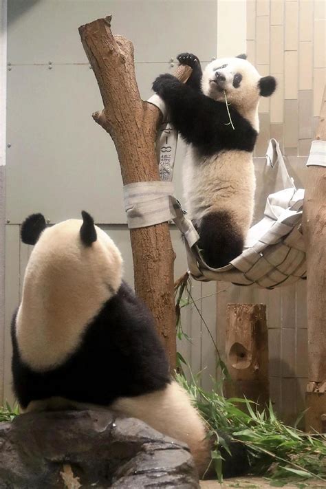 Panda Xiang Xiang At Tokyos Ueno Zoo Turns 1 Photo China Daily