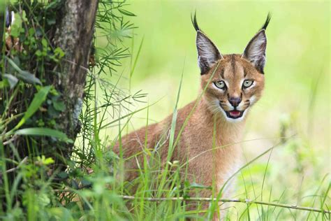 Wild Cat With Pointy Ears Name