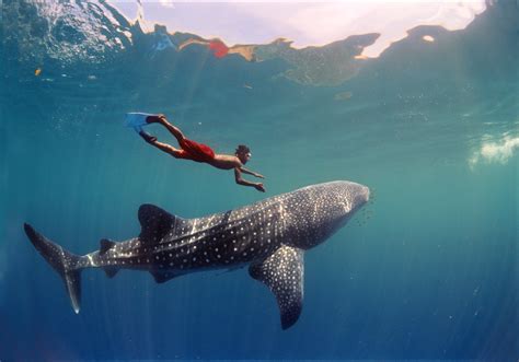 Китовая акула и человек фото и обои Красивая картинка Китовая акула