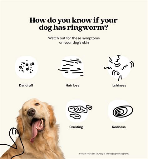 Ringworm In Dogs Symptoms And Treatment