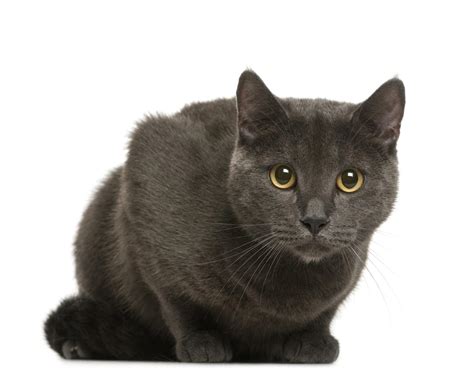The Chartreux Cat Breed Guide Characteristics Temperaments