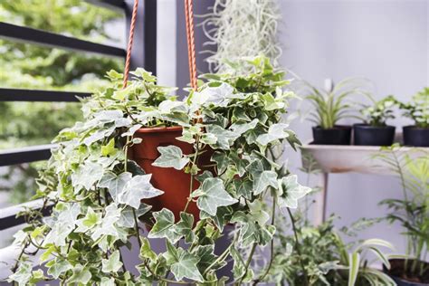 top 10 plants for cleaning indoor air hgtv