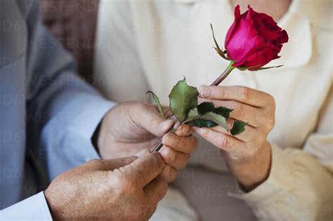 Senior Man Giving Rose To Senor Woman Stock Photo