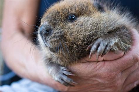 Buttons The Beaver Is As Cute As A Button Neatorama