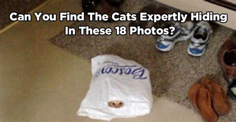 Can You Find The Cats Expertly Hiding In These 18 Photos We Love