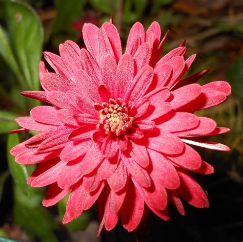 Red Chrysanthemum Garden Of Pedwar Ci Flickr
