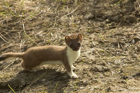Mink Ermine Or Weasel We Can Help You Tell The