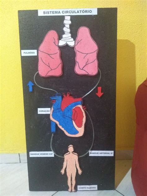 Maquete Do Sistema Circulatório Science Project Models Science