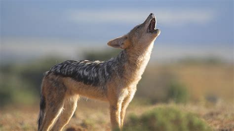Jackals Of The African Crater About Nature Pbs