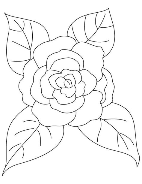 Camellia Alabama State Flower Coloring Pages