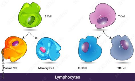 Types Of Lymphocytes And Their Differentiation T Helper Cell