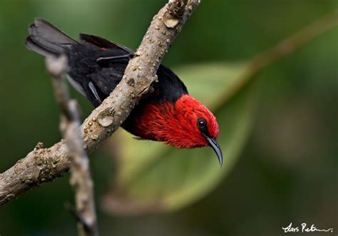 Cardinal Myzomela Samoa Bird Images From Foreign Trips Gallery