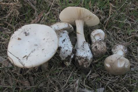 We did not find results for: Deadly mushroom found in WA - Australian Geographic