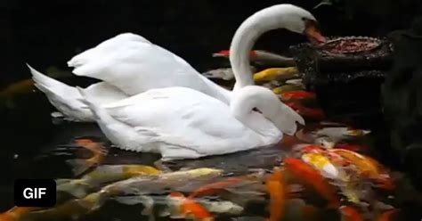 Swans Feeding Koi Fish Gag