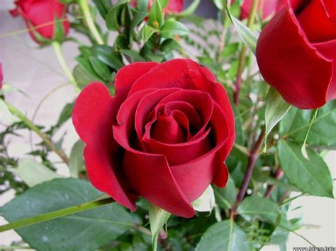 Best Greetings Beautiful Greetings With Single Red Rose For Lovers