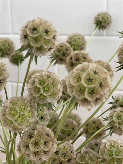 Scabiosa Stellata — Heathfield Flowers