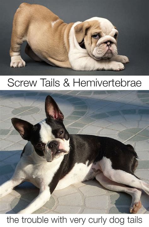 Two Different Dogs Laying On The Ground With Caption That Says Screw