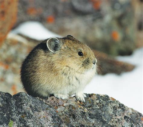This Quite Rotund Fellow An American Pika Is Found In The Mountains