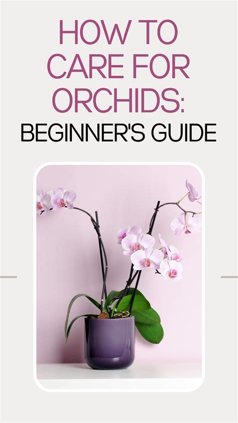 How To Care For Orchids Beginner S Guide Artofit