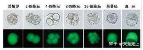 试管婴儿选取移植胚胎的标准是什么？ 知乎