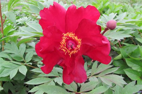 Peony Scarlet Heaven Primrose Hall Nursery Itoh Hybrid Paeonia