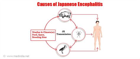 What You Should Know About Japanese Encephalitis Types Causes
