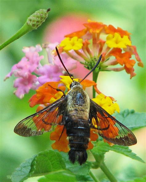 Snowberry Clearwing Moth In Lantana Hemaris Diffinis Flickr