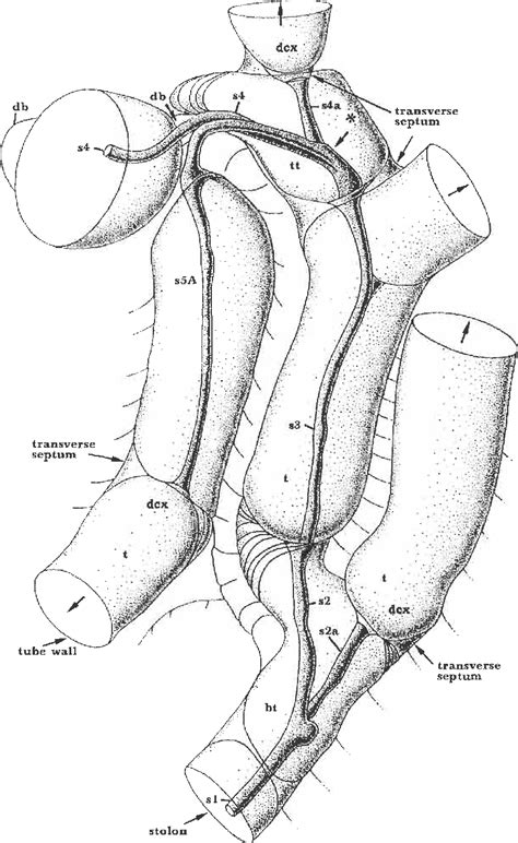 Figure 4 From The Stolon System In Rhabdopleura Compacta Hemichordata