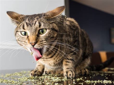 Photographer Captures Cats Enjoying Catnip And Its Hilarious Cats
