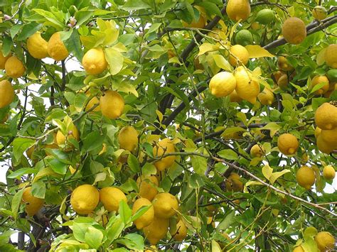 Buaiku Laju Laju Lemon Trees