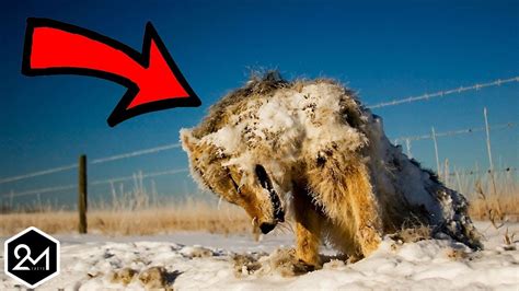 Top 10 Animals Found Frozen In Time And Ice Youtube
