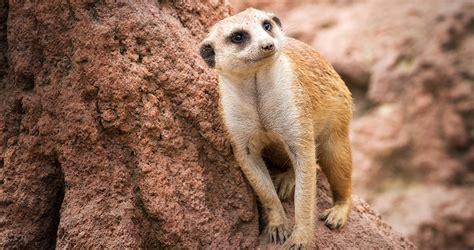 Five Things You May Not Know About Meerkats Cleveland Zoological