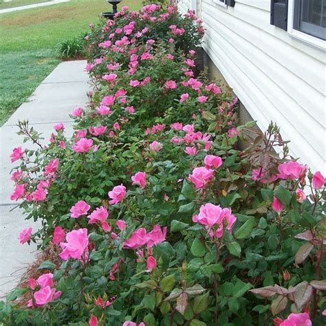 Pink Double Knock Out Rose Add Sweet Pink Color Plantingtree