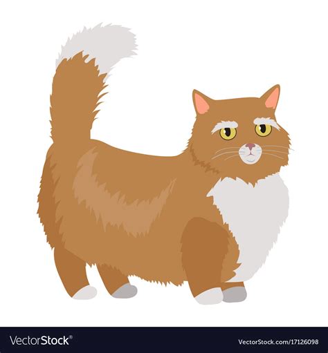 Divinity exotic shorthairs and persians. Munchkin cat flat design Royalty Free Vector Image