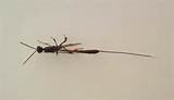Images of Long Tail Wasp