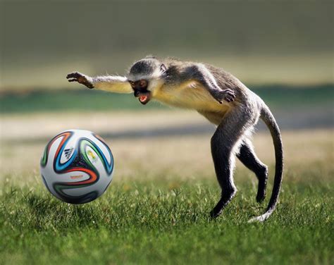 Psbattle Excited Monkey Playing With A Soccer Ball