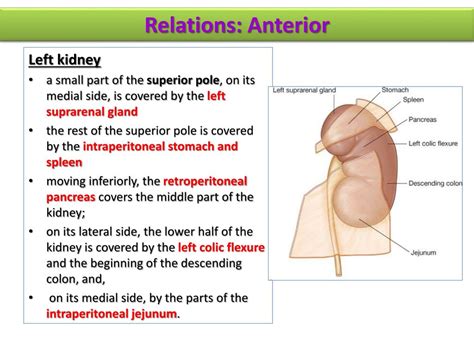 Ppt Anatomy Of The Kidney Powerpoint Presentation Free Download Id