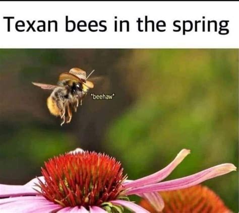 The Best Bee Memes Memedroid