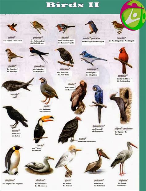El Aleman No Es Dificil Vocabulario Las Aves Die Vögel