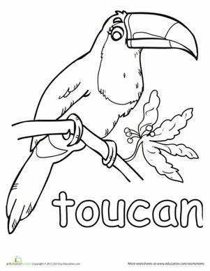 Download printable toucan coloring pages to print for free. Download Toco Toucan coloring for free - Designlooter 2020 👨‍🎨