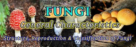General Characters Of Fungi Ppt Fungi Ppt Characters Quick