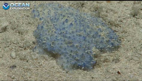 Unknown ‘blue Goo Creature Found By Noaa Team In Caribbean Miami Herald