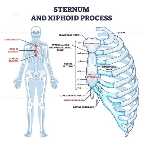 Sternum And Xiphoid Process With Breastbone Bone Structure Outline