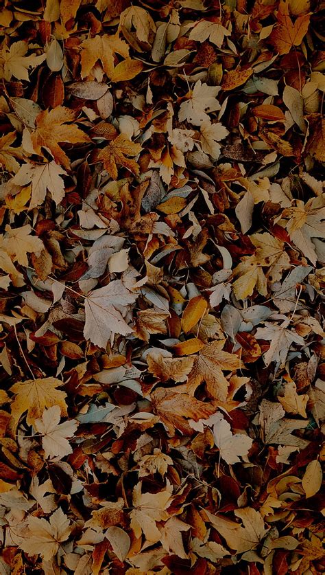 1920x1080px 1080p Free Download The Fallen Autumn Brown Fall
