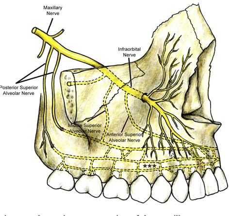 Figure 5 From A Review Of The Mandibular And Maxillary Nerve Supplies