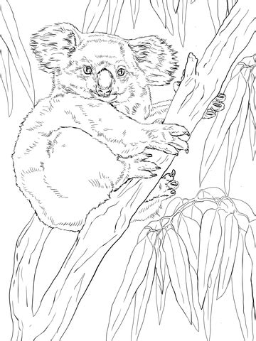 Learning friends elephant coloring printable. Koala on Eucalyptus Tree coloring page | Free Printable ...