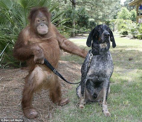 Unusual Animal Relationships Unlikely Animal Friends Animals