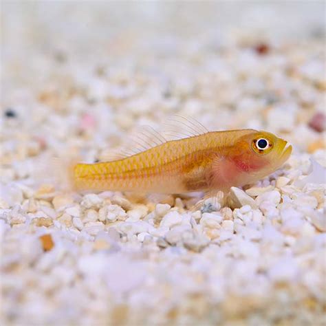 Biota Captive Bred Yellow Trimma Goby Saltwater Aquarium Fish For