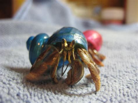 A hermit crab that has the harvesting and shipping of hermit crabs is a very inhumane process and the crabs suffer because of it. Hermit Crab | Bryan bought two hermit crabs for me as an ear… | Flickr