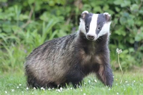 How Many Species Of Badgers Are There Worldwide Nature